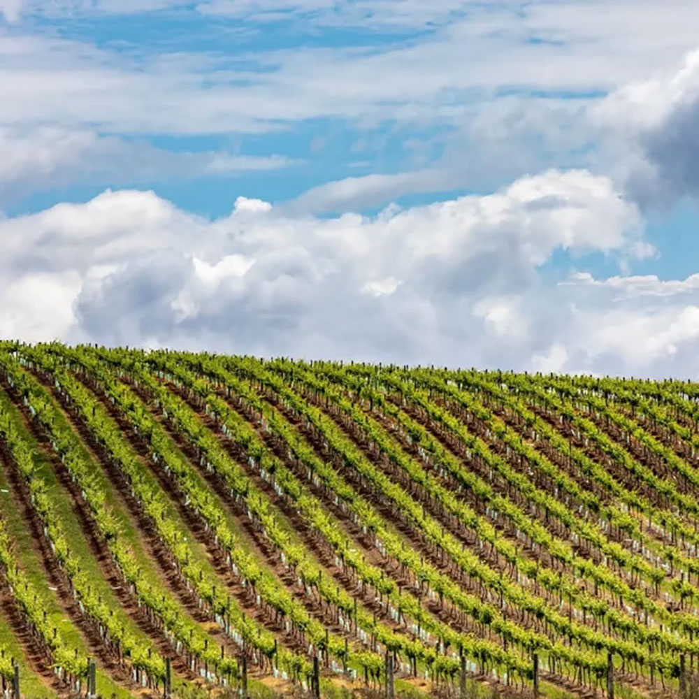 Hunter Valley Wine Tours