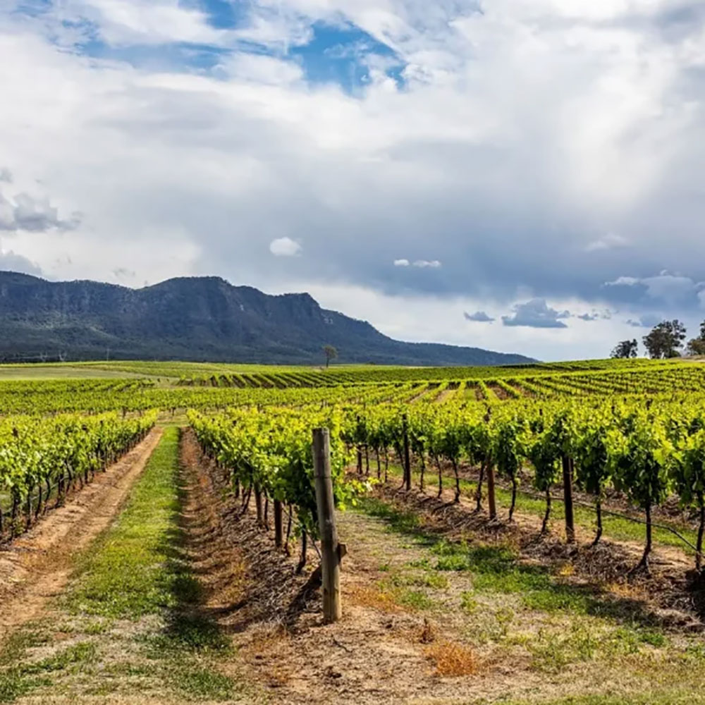 Hunter Valley Wine Tours