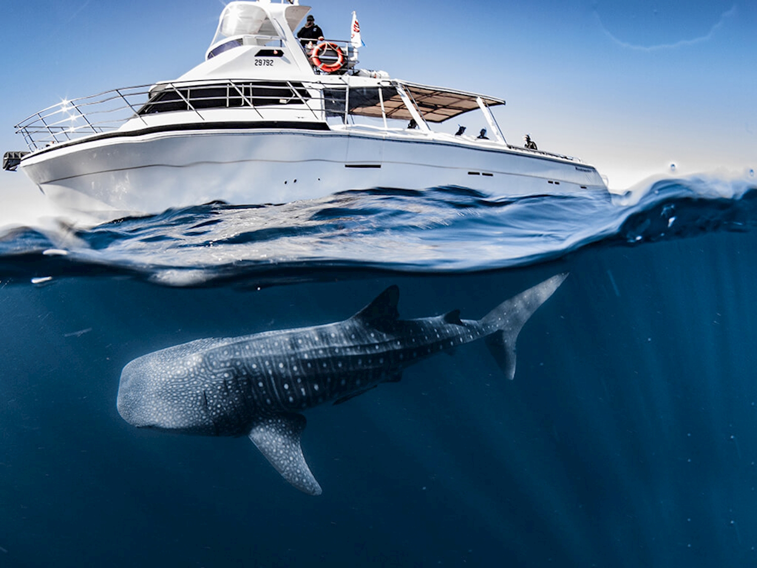 1 Day Whale Shark Snorkel Adventure