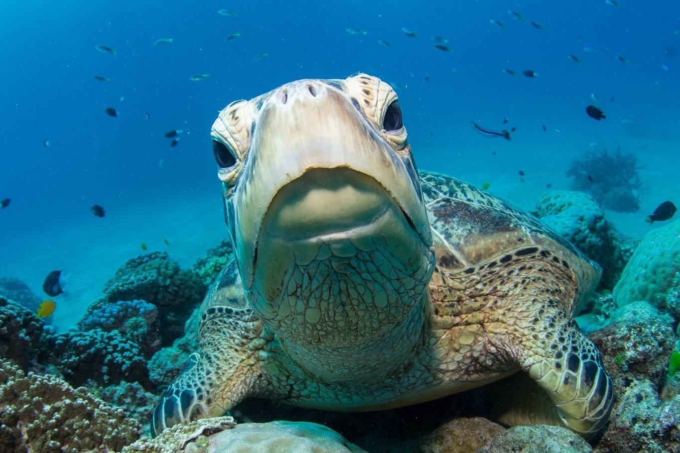 14 Day Sydney to Cairns Tour