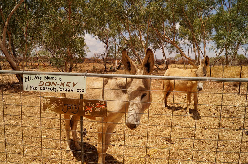 Banka-Banka-Station-Northern-Territory-donkys-2.jpg