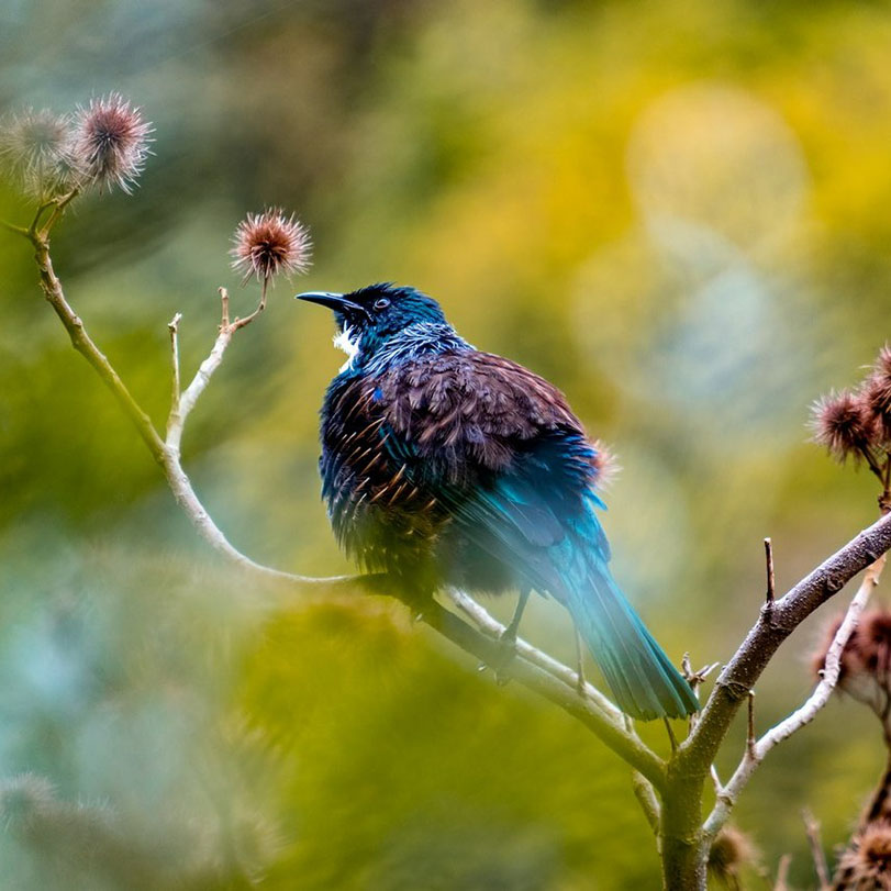 New-zealand91.jpg