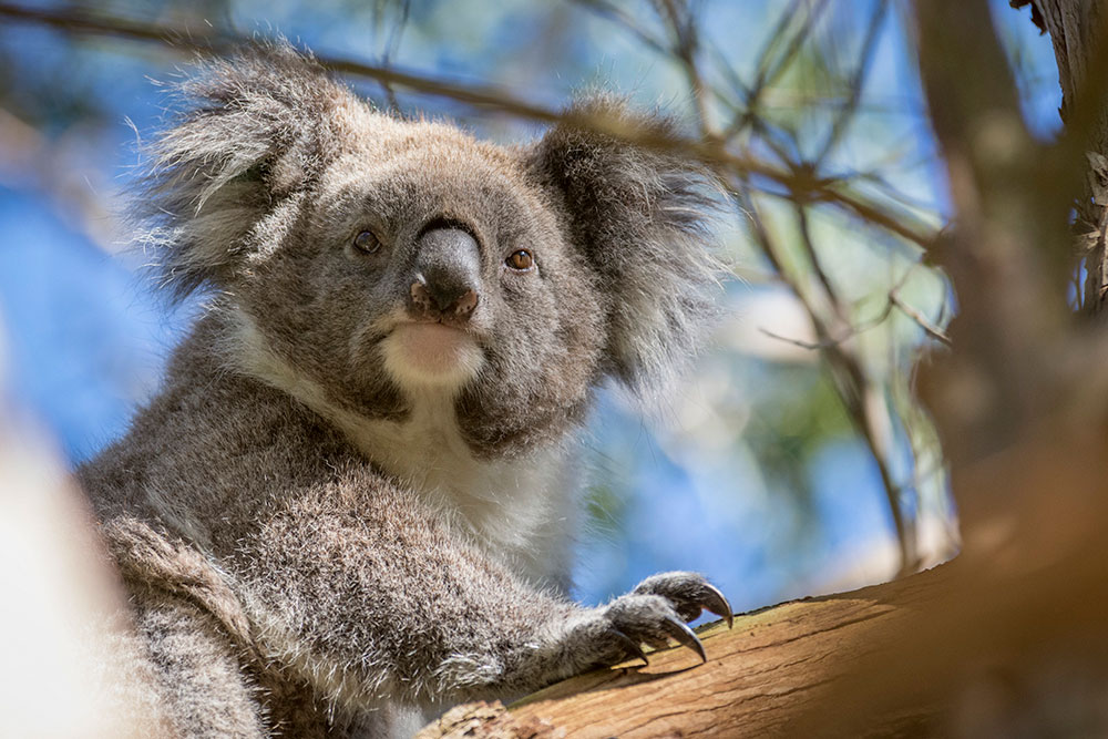 Phillip-Island-Penguins---Koala,-Darren-Donlen-vv149107-56.jpg