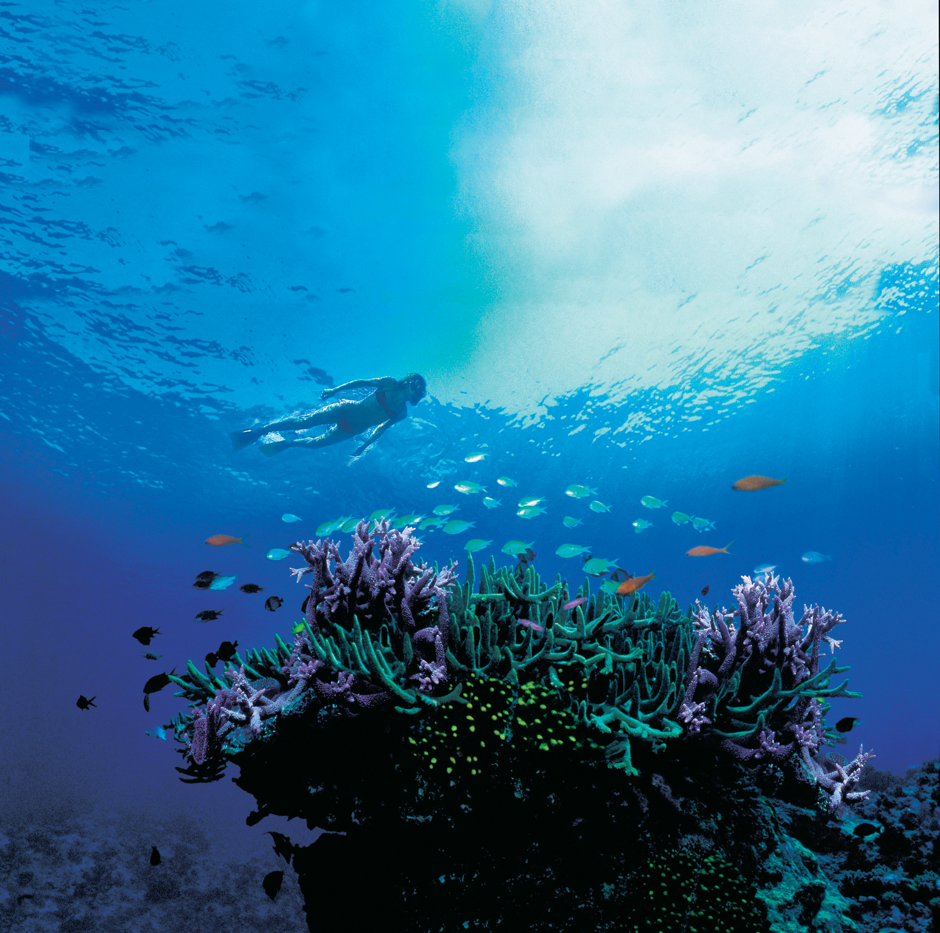 Sail and Dive Adventures - Snorkeller HIGH RES.jpg