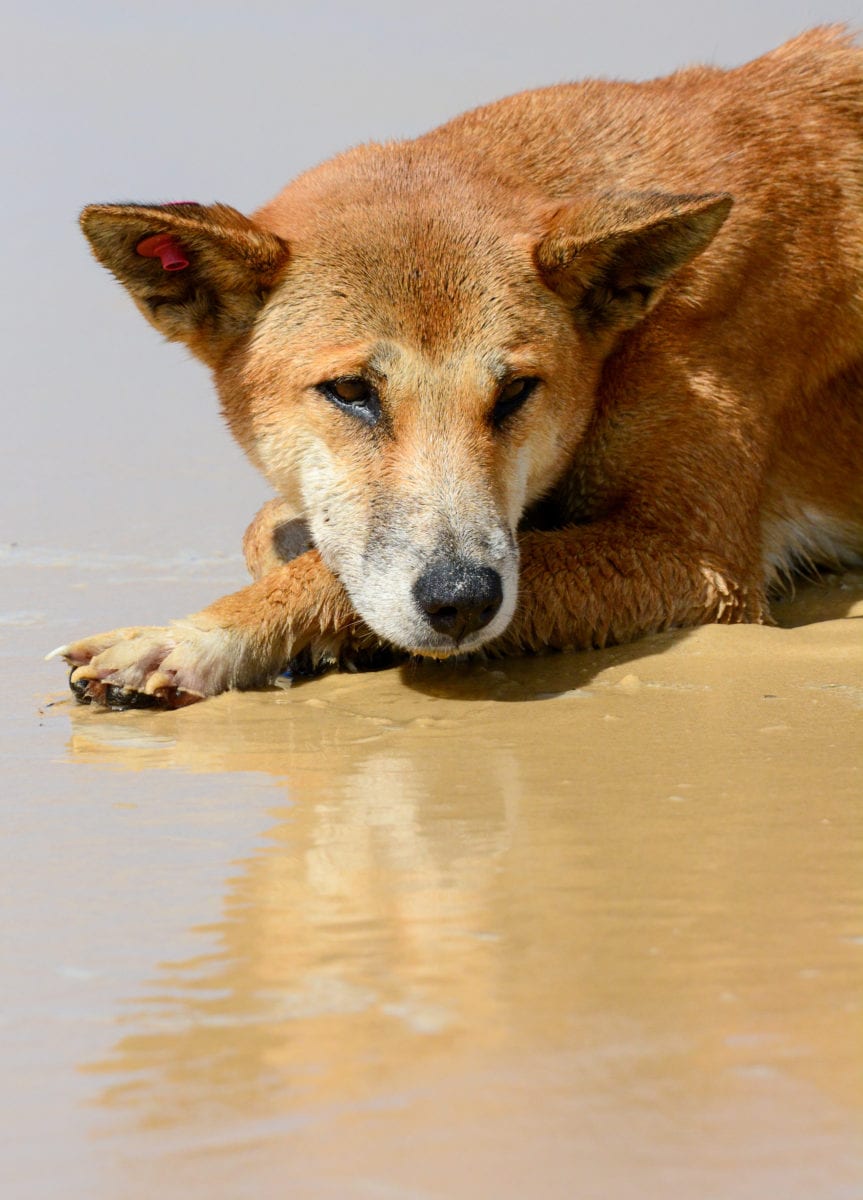 Wongari-portrait-1-863x1200.jpeg Wongari-portrait-1-863x1200.jpeg