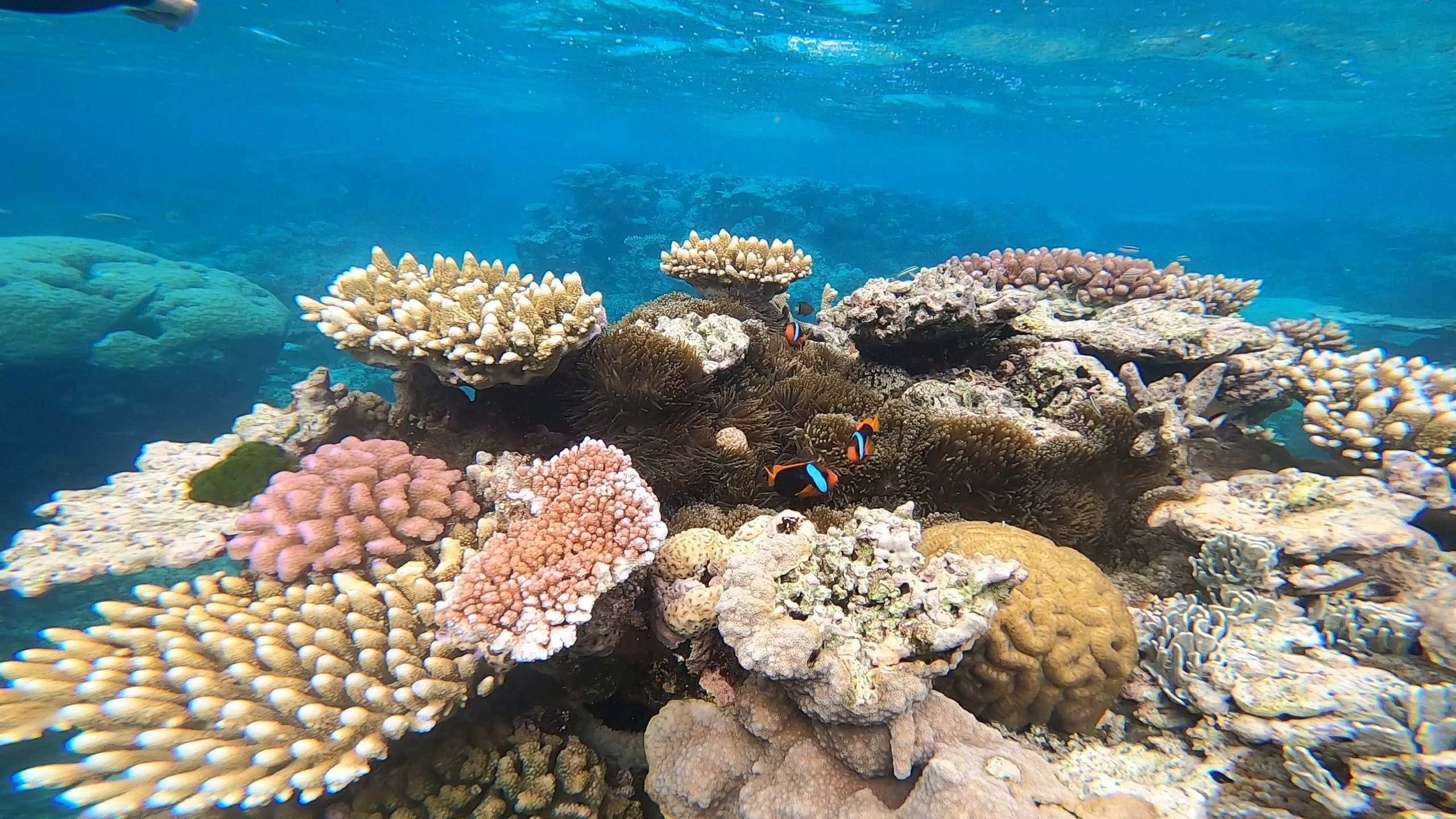 clown fish.JPG