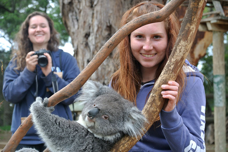 koala.jpg