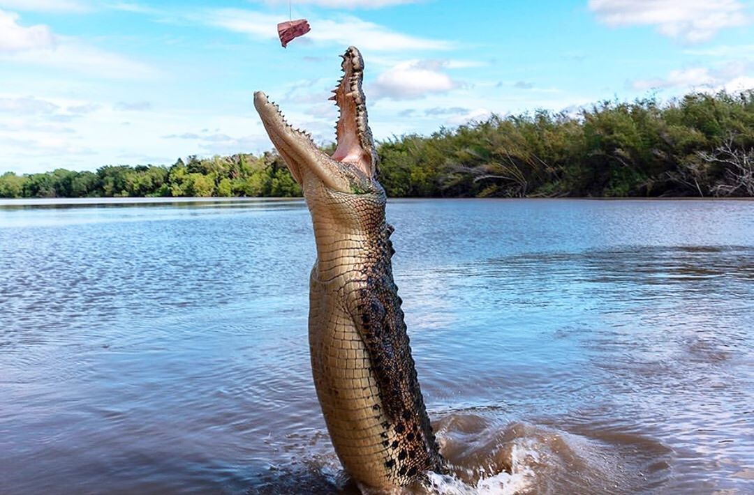 mytopend_61482592_139517780482953_2961351071458762399_n.jpg
