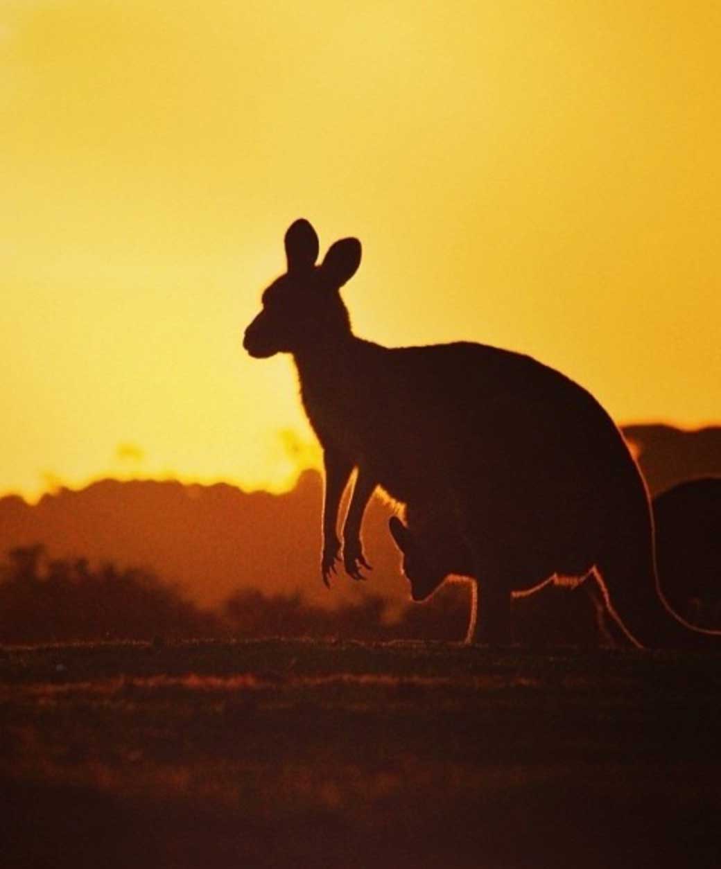 10 Day Ultimate Tasmania Tour