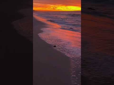 Baby Turtles at Exmouth - Autopia Tours