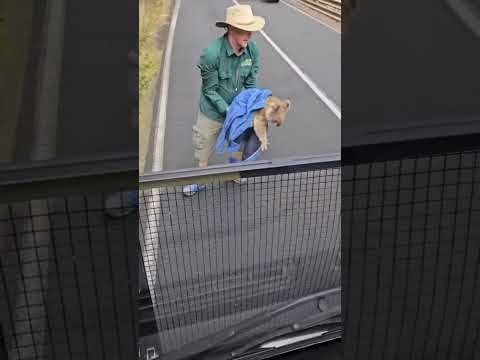 Rescuing a Koala on the Great Ocean Road