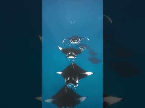 Coral Bay Manta Rays