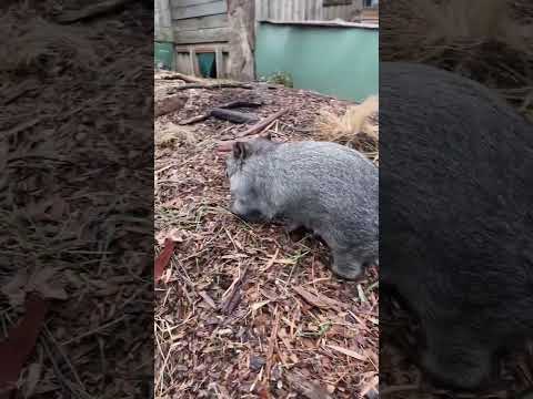 Wombats at Cradle Mountain
