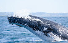 Autopia-Via-Travel---Byron-Bay-Whales-DNSW-199550-2.jpg
