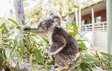 Autopia-Via-Travel---Calga-Australia-Walkabout-Wildlife-Park-Emus-DNSW-Hamilton-Lund-177803-2.jpg