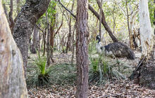 Autopia-Via-Travel---Calga-Australia-Walkabout-Wildlife-Park-Emus-DNSW-Hamilton-Lund-177806-2.jpg