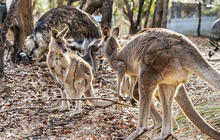 Autopia-Via-Travel---Calga-Australia-Walkabout-Wildlife-Park-Emus-DNSW-Hamilton-Lund-177808-2.jpg