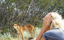 Autopia-Via-Travel---Kgari-Fraser-Island-Dingo.jpg