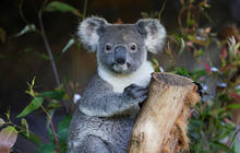 Autopia-Via-Travel---Port-Macquarie-Koala-Hospital-1062722-134.jpg