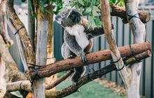 Autopia-Via-Travel---Port-Macquarie-Koala-Hospital-DNSW-Jay-Black-174282-2.jpg
