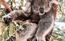 australianpinnacletours_1591935619_2329647284541579598_1737963415.jpg