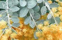australianpinnacletours_1597817648_2378989323900709160_1737963415.jpg