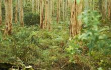 australianpinnacletours_1719396017_3398862597280004654_1737963415.jpg