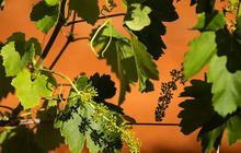 hunter-valley-group-wine-tours-1-qcaw8igyhyxo7ek1b5c4zfxog6o5qpjnwsaygmeyr4.jpg