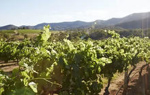 hunter-valley-vineyard-tours-1-qcaw8m8b9b2thuekp6yn9ezitq5mlhyl9awwdq9e28.jpg