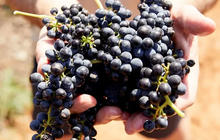 hunter-valley-wine-tasting-tours-1-qcaw8p1ttt6ogoah8q6iyw9wlvrq8l9s9ovctk57jk.jpg