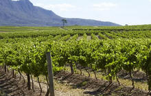 vineyard-tours-hunter-valley-1-qcaw96wrfnv4l9kjcfwfs9rnw7bpau8oo59kxteq9c.jpg