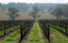 wine-tours-in-the-hunter-valley-1-qcaw9ly6h0fpr0yowmegw5z1ed9kpzwe27pcm8sfhs.jpg
