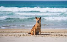 Dingos-2-Day-Images_70.jpg