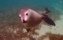 baird-bay-sea-lion-dolphin.jpg