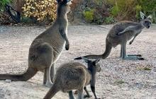 visitors-at-lucky-bay.jpg