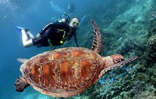 How_to_scuba_facts_How_to_scuba_dive_Resort_Diving_webpic8_0.jpg