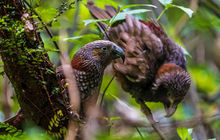 New-zealand11.jpg