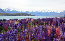 New-zealand52.jpg