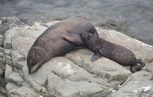 New-zealand54.jpg