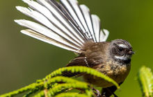 New-zealand90.jpg