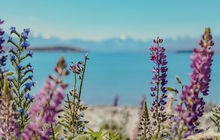New-zealand92.jpg