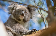Phillip-Island-Penguins---Koala,-Darren-Donlen-vv149107-56.jpg