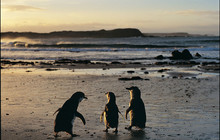 Phillip-Island-Penguins---Nature-Reserve,-Cowes,-National-Geographic-vv135400-56.jpg