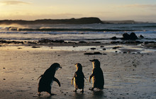Phillip-Island-Penguins---Phillip-Island-Nature-Park---Penguin-Reserve,-National-Geographic-vv135400-56.jpg
