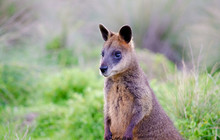 Phillip-Island-Penguins---Phillip-Island-Wallabies,-Darren-Donlen.jpg