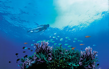 Sail and Dive Adventures - Snorkeller HIGH RES.jpg