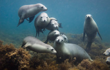 Sea-lion-family (1).jpg