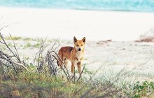 cooldingotour_11251148_596952583778538_2135122853_n_2.jpg