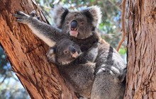 kangarooislandodysseys_22580402_1656808591056808_5709933280845889536_n.jpg