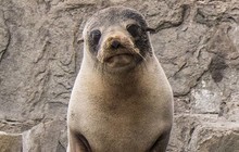 pennicottjourneys_52807203_421945965242724_5566908485575488396_n.jpg
